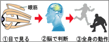 目と脳、動作の関係
